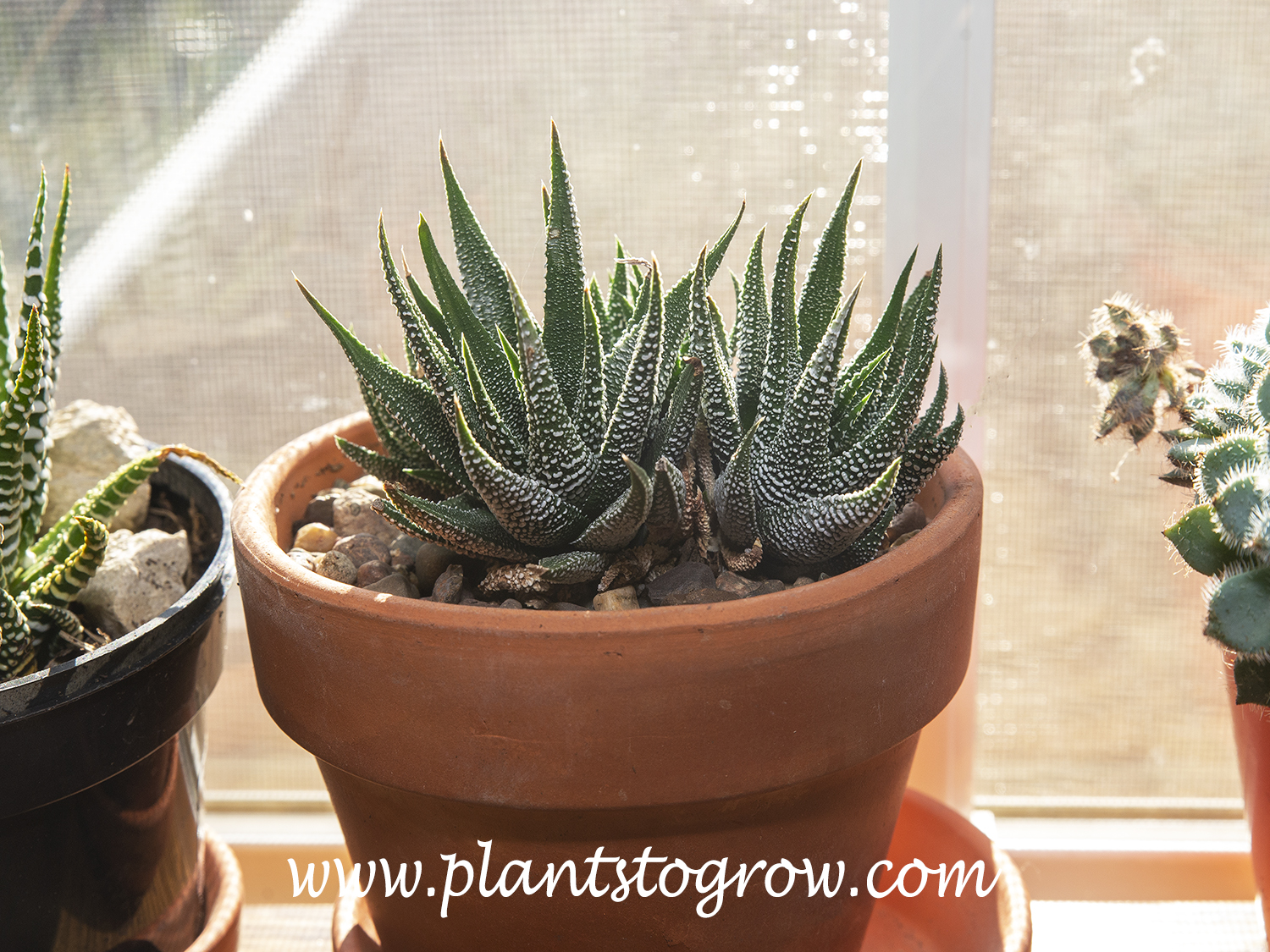Haworthia attenuata concolor